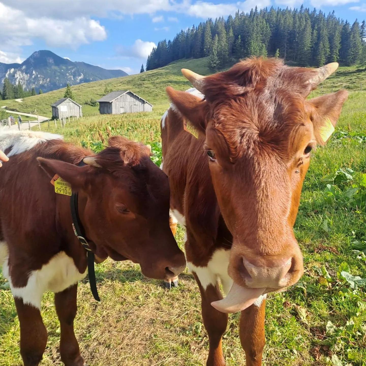 Mountainlove Strobl Εξωτερικό φωτογραφία